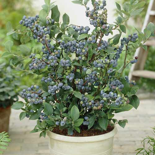 Aukštosios šilauogės Northland, С7 interface.image 1 interface.art 7716