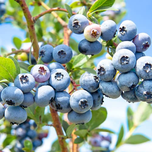 Aukštosios šilauogės Vaccinium Corymbosum Sweetheart, P9 interface.image 1 interface.art 1581