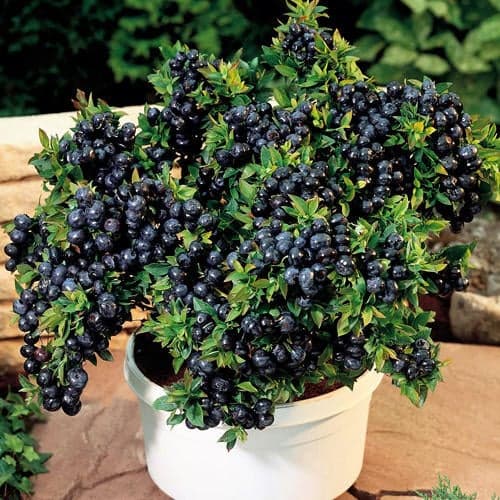 Aukštosios šilauogės Vaccinium Corymbosum Top Hat, P9 interface.image 1 interface.art 9243