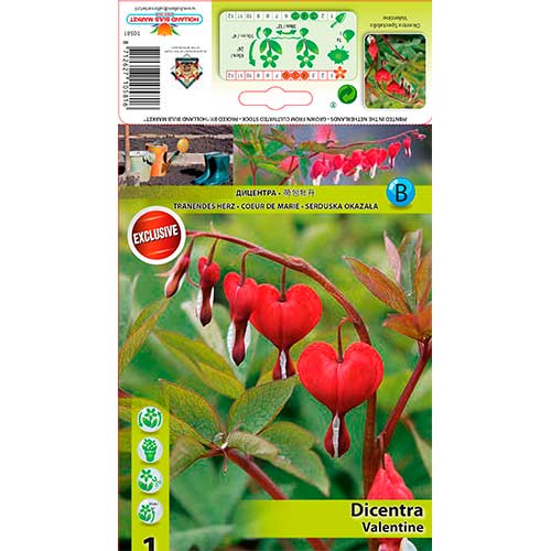 Auskarėliai (Dicentra) Valentine interface.art nuotrauka 1 Auskarėliai (Dicentra) Valentine interface.image 1 interface.art 76224