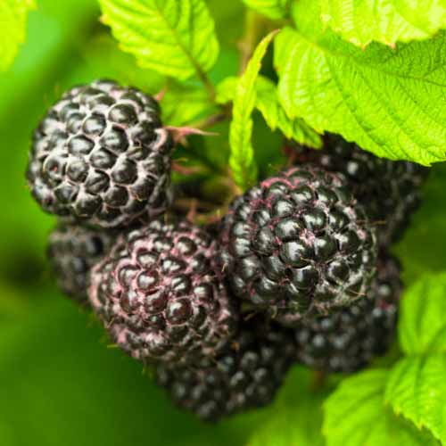 Juodoji avietė Black Jewel, Р9 interface.image 1 interface.art 7549