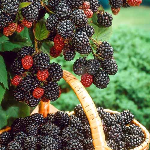 Aviete juodoji Bristol interface.image 1 interface.art 7551