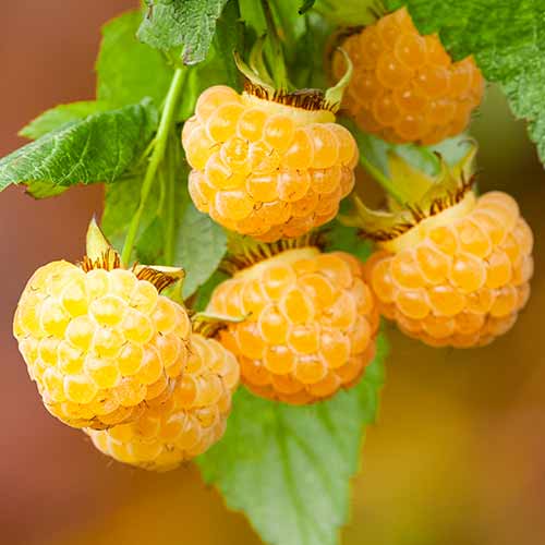 Avietė pasikartojanti All Gold interface.image 1 interface.art 7699