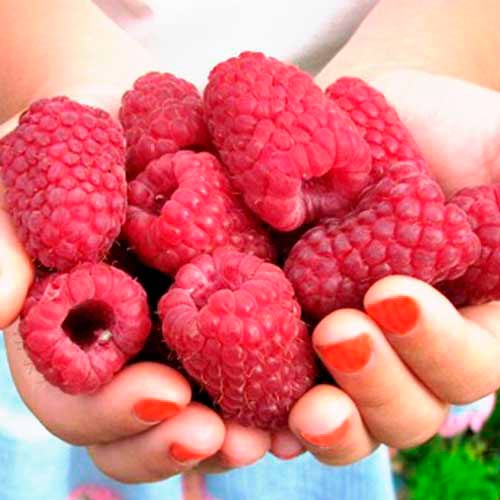 Avietė pasikartojanti Cascade Delight interface.image 1 interface.art 7530