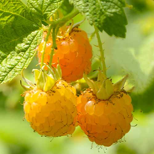 Avietė pasikartojanti Golden Queen, Р9 interface.image 1 interface.art 7608