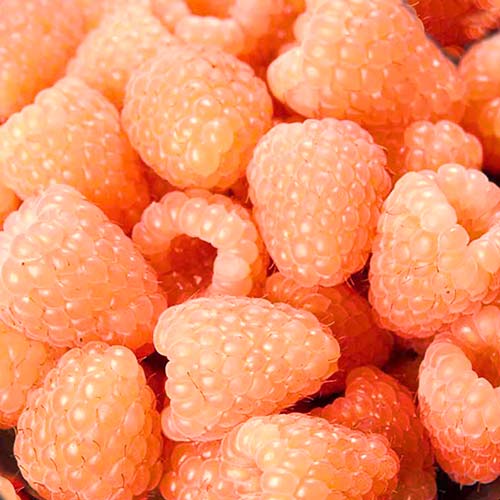 Avietė pasikartojanti Orange Giant interface.image 1 interface.art 7537