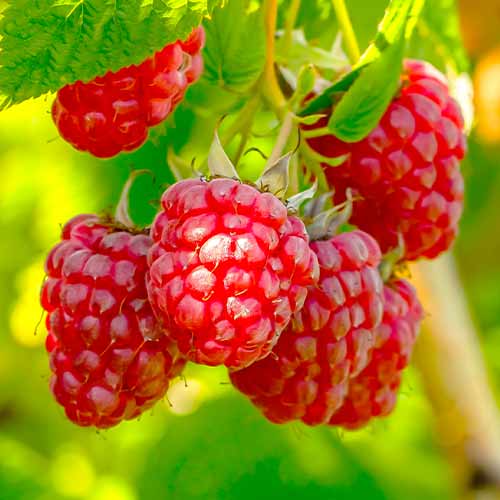 Avietė pasikartojanti Polka, Р9 interface.image 1 interface.art 7545