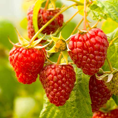 Avietė pasikartojanti Red Giant, Р9 interface.image 1 interface.art 7536