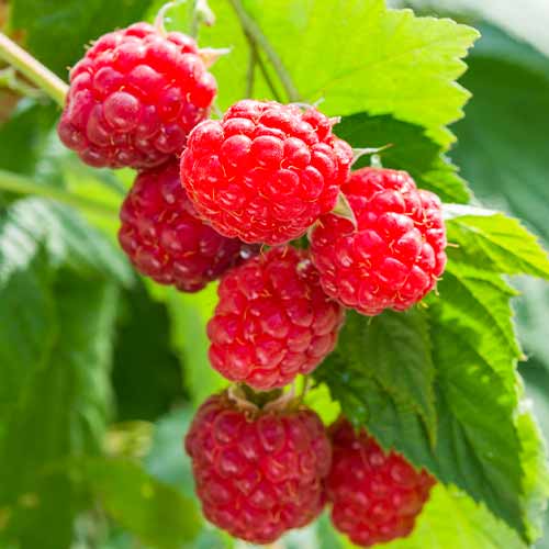 Avietė pasikartojanti Sugana, Р9 interface.art nuotrauka 1 Avietė pasikartojanti Sugana, Р9 interface.image 1 interface.art 8036