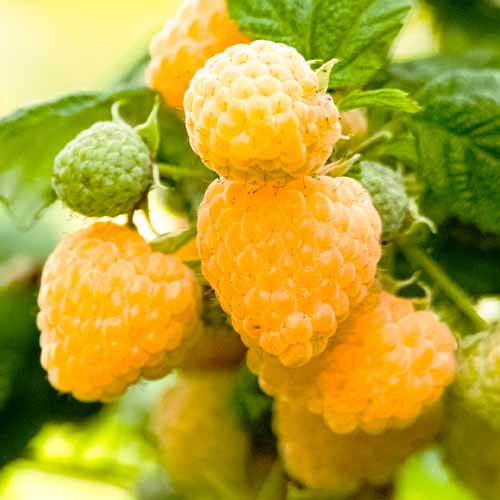 Avietė pasikartojanti Yellow Giant, Р9 interface.art nuotrauka 1 Avietė pasikartojanti Yellow Giant, Р9 interface.image 1 interface.art 7535