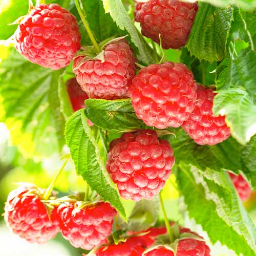 Avietinė Autumn First interface.image 1 interface.art 5836