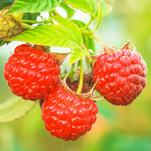 Avietinė Dorman Red interface.image 1 interface.art 5838