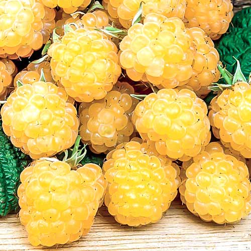 Avietinė Fall Gold interface.image 1 interface.art 7618