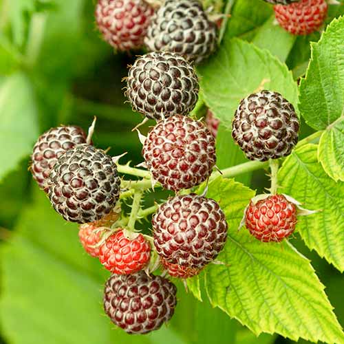 Avietinė Glen Coe interface.image 1 interface.art 7548