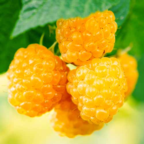 Avietinė Golden Everest, Р9 interface.image 1 interface.art 5840