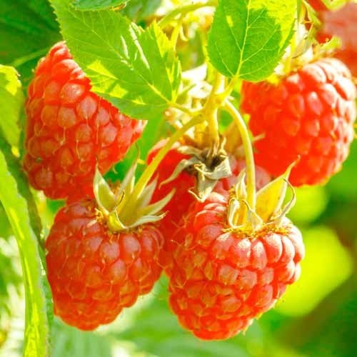 Avietinė Heritage, Р9 interface.image 1 interface.art 7616