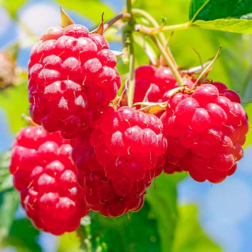 Avietinė Malling Promise interface.image 1 interface.art 5841