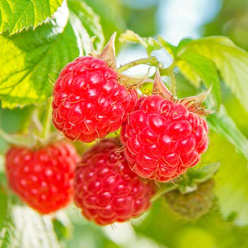 Avietinė Schonemann Red interface.art nuotrauka 1 Avietinė Schonemann Red interface.image 1 interface.art 5842