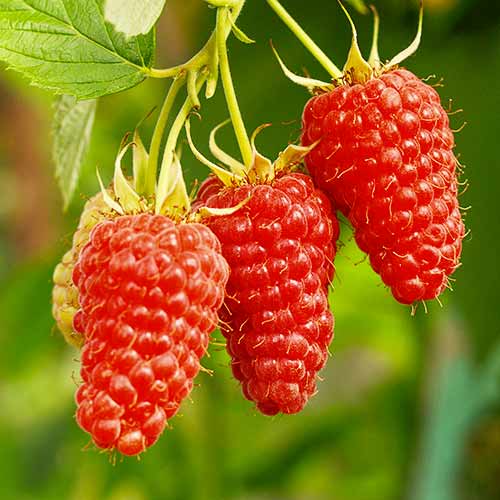 Avietinė Tayberry Medana, Р9 interface.image 1 interface.art 7510