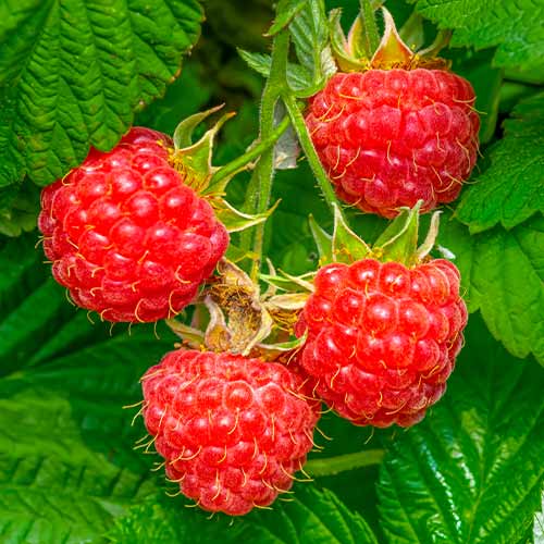 Avietinė Willamette interface.image 1 interface.art 7617