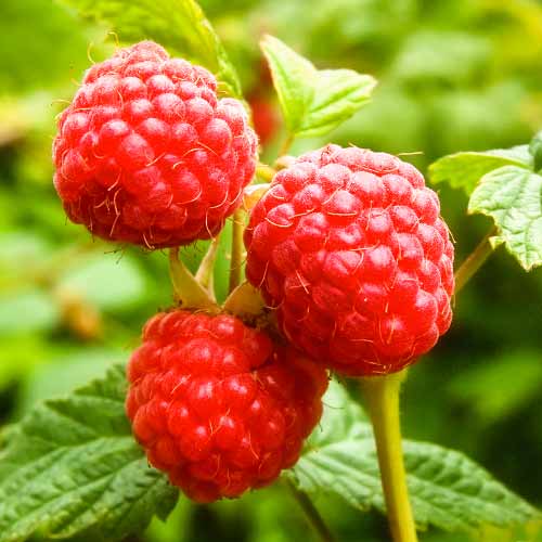 Avietė pasikartojanti Zewa, P9 interface.image 1 interface.art 1591