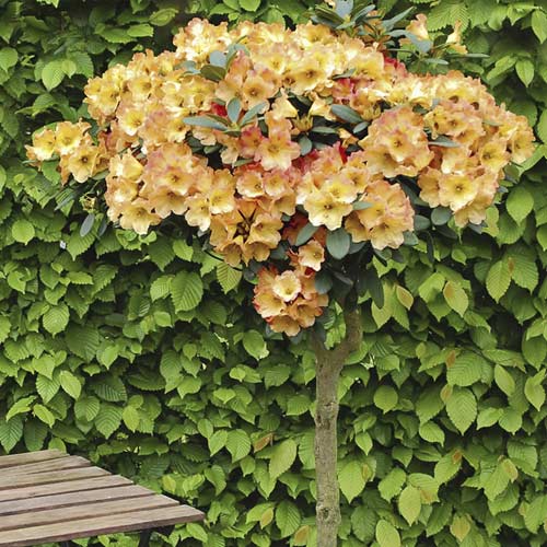 Azalija Goldtopas, С6 interface.art nuotrauka 1 Azalija Goldtopas, С6 interface.image 1 interface.art 7711