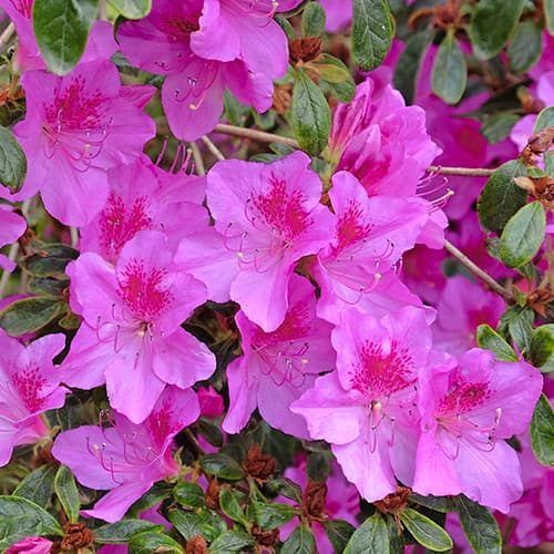 Azalija japoninė Konigstein, P9 interface.image 1 interface.art 5643