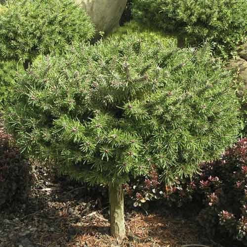 Pušis Himalaya Paradekissen, C4 interface.image 1 interface.art 8253