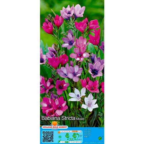 Babiana Stricta Mixed interface.art nuotrauka 1 Babiana Stricta Mixed interface.image 1 interface.art 76380