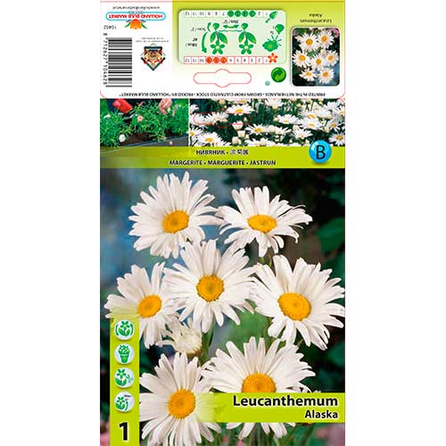 Baltagalvė (Leucanthemum) Alaska interface.art nuotrauka 1 Baltagalvė (Leucanthemum) Alaska interface.image 1 interface.art 76612