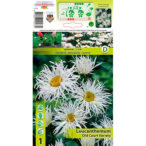 Baltagalvė (Leucanthemum) Old Court Variety interface.image 1 interface.art 76613