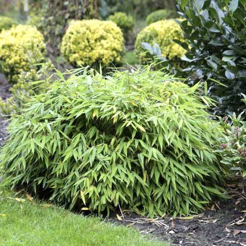 Bambukaitis Elias PBR, С5 interface.image 1 interface.art 8533