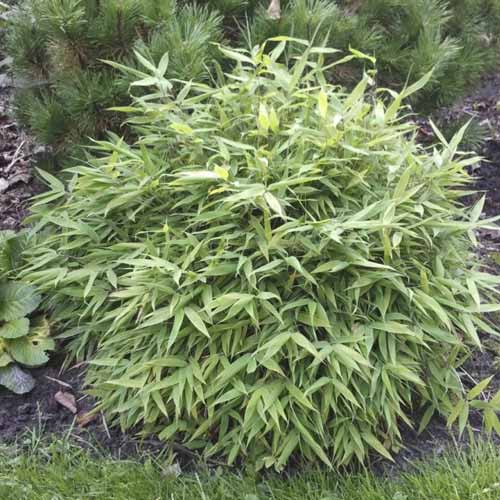 Bambukaitis Lolliloops PBR, С5 interface.image 1 interface.art 8534