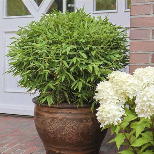 Bambukaitis Moontears PBR, С5 interface.image 1 interface.art 8535