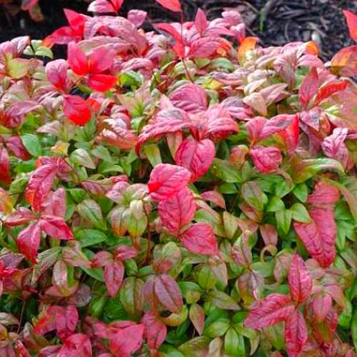 Bambuko Fire Power interface.art nuotrauka 1 Bambuko Fire Power interface.image 1 interface.art 5619