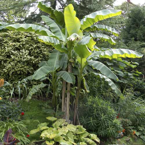 Bananas (Musa bajo), С7.5 interface.image 1 interface.art 8558