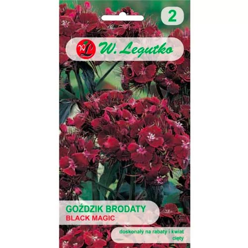 Barzdotasis gvazdikas Black Magic Legutko interface.image 1 interface.art 69590