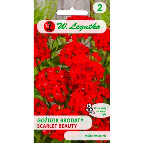 Barzdotasis gvazdikas Scarlet Beauty Legutko interface.art nuotrauka 1 Barzdotasis gvazdikas Scarlet Beauty Legutko interface.image 1 interface.art 69591