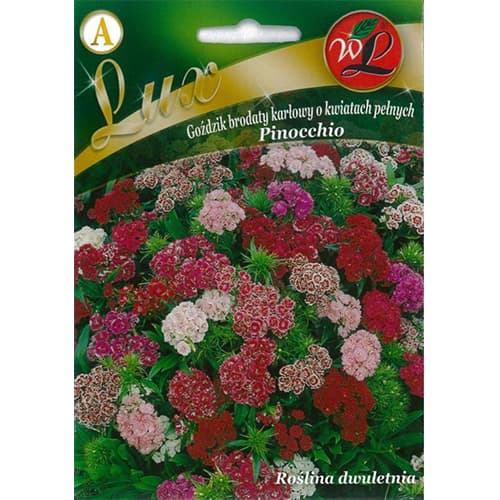 Barzdotasis nykštukinis gvazdikas Pinocchio, mišinys interface.art nuotrauka 1 Barzdotasis nykštukinis gvazdikas Pinocchio, mišinys interface.image 1 interface.art 86762