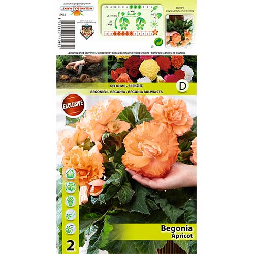 Begonija (Begonia) Apricot interface.art nuotrauka 1 Begonija (Begonia) Apricot interface.image 1 interface.art 70358