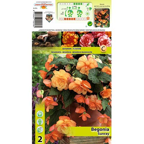 Begonija (Begonia) Cascade Sunray interface.image 1 interface.art 70355