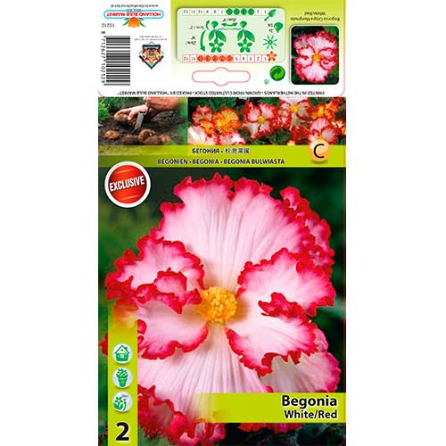Begonija (Begonia) Crispa/Marg White/Red interface.art nuotrauka 1 Begonija (Begonia) Crispa/Marg White/Red interface.image 1 interface.art 76183