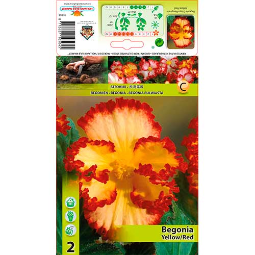 Begonija (Begonia) Crispa/Marg Yellow/Red interface.art nuotrauka 1 Begonija (Begonia) Crispa/Marg Yellow/Red interface.image 1 interface.art 76184