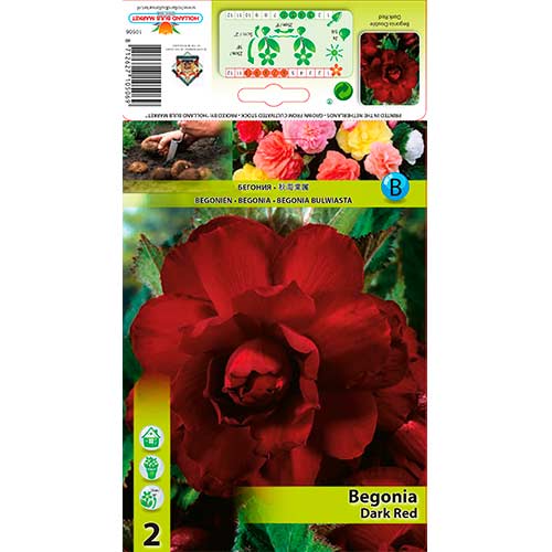 Begonija (Begonia) Double Dark Red interface.image 1 interface.art 76185