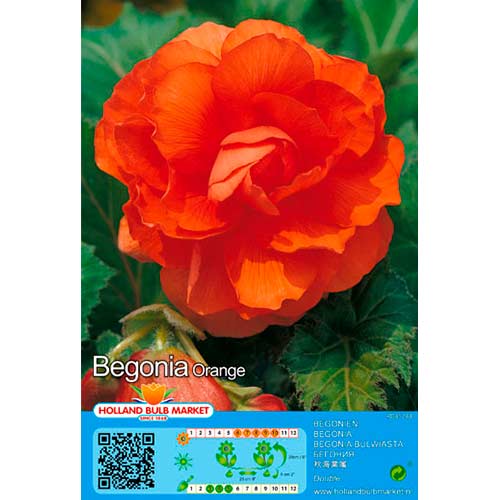 Begonija (Begonia) Double Orange interface.image 1 interface.art 76381