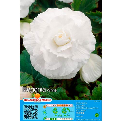 Begonija (Begonia) Double White interface.image 1 interface.art 76384