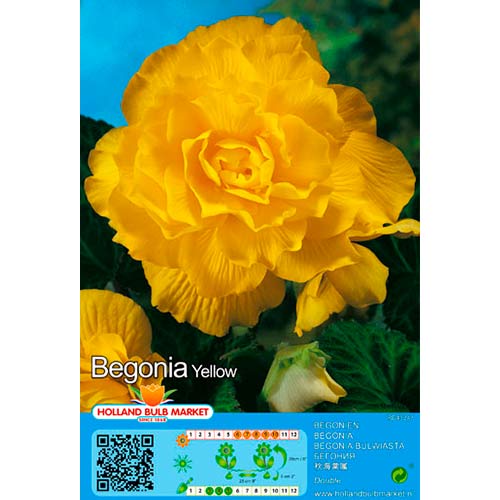 Begonija (Begonia) Double Yellow interface.art nuotrauka 1 Begonija (Begonia) Double Yellow interface.image 1 interface.art 76385
