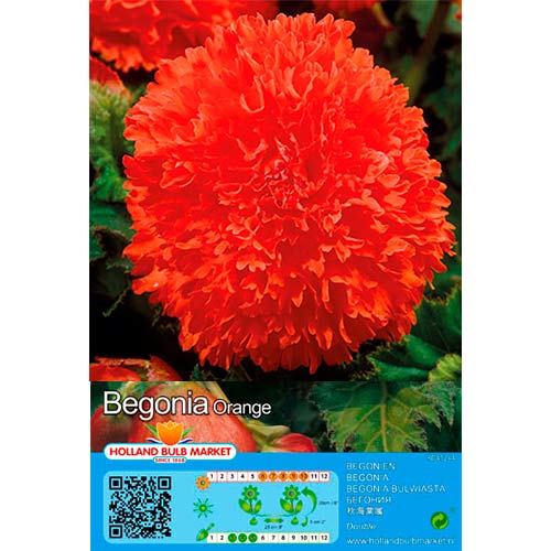 Begonija (Begonia) Fimbriata Orange interface.art nuotrauka 1 Begonija (Begonia) Fimbriata Orange interface.image 1 interface.art 76387
