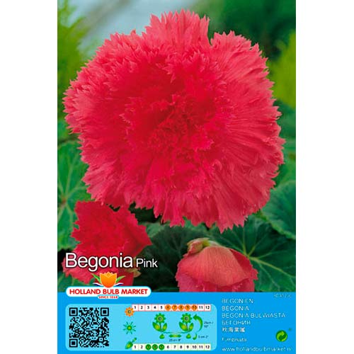 Begonija (Begonia) Fimbriata Pink interface.art nuotrauka 1 Begonija (Begonia) Fimbriata Pink interface.image 1 interface.art 76388