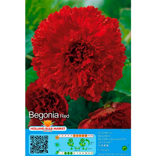 Begonija (Begonia) Fimbriata Red interface.art nuotrauka 1 Begonija (Begonia) Fimbriata Red interface.image 1 interface.art 76389
